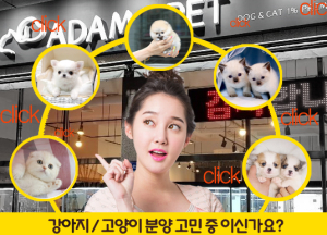 강아지분양(아담스펫) 및 고양이분양(아담스캣), 차별화된 행보로 반려동물 분양시장 선도