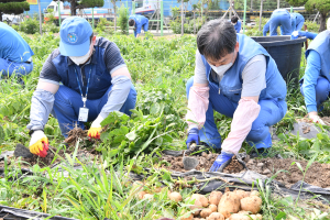 포스코케미칼, 주말농장서 수확한 ‘감자’ 지역사회와 나눠