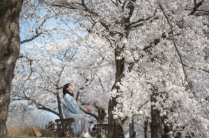 “영주시 아름다운 벚꽃길 사진에 담아요”