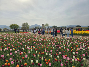 경주 주요 사적지 화려한 봄꽃의 향연