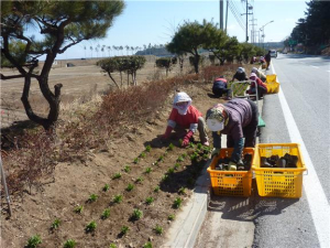 아름다운 울진, 직접재배 봄꽃으로 손님맞이
