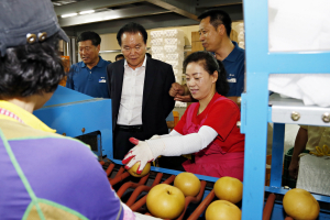 상주 배 브랜드 육성…市농기센터, 최상품 생산 총력