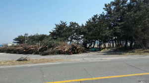 포항 소나무 재선충병 언제까지 올들어 고사목 수십만그루 달해
