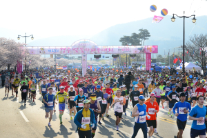 ‘경주 벚꽃마라톤대회’ 4일 화려한 개막