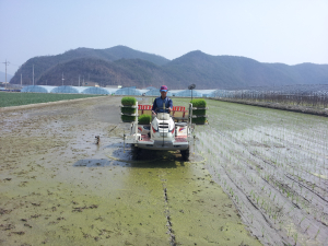 고령, 벼 2기작 첫 모내기 실시