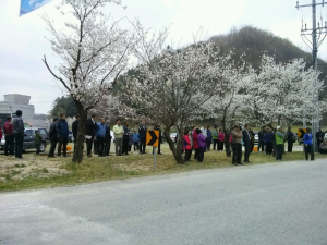 영주시 부석면, 벚꽃 길 걷기ㆍ전통혼례식 ‘눈길’