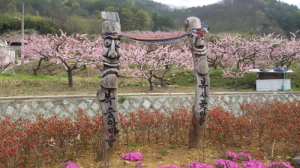 대창 복사꽃 문화축제 성황리 막 내려