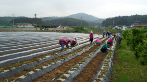포항 기계면, 고구마 모종 식재