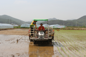김천시, 친환경 벼 재배단지 ‘첫 모내기’
