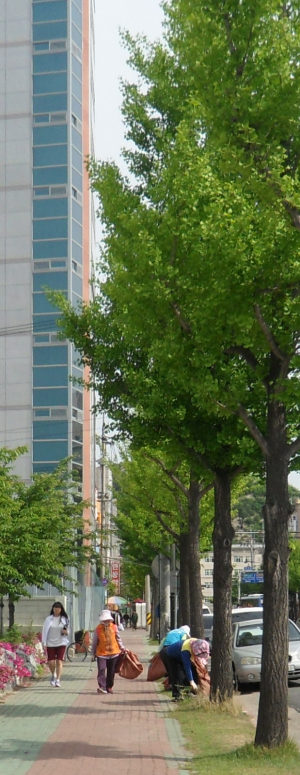 포항 중앙동, 동빈내항 등 녹도지역 정비작업
