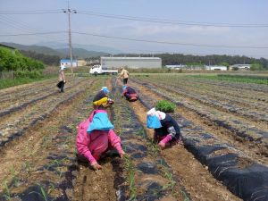 포항 청하면, 저소득층 자활능력 향상 ‘구슬땀’