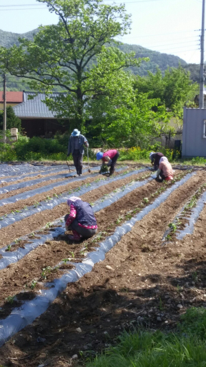 포항 죽장면, 자활 근로자사업 활발