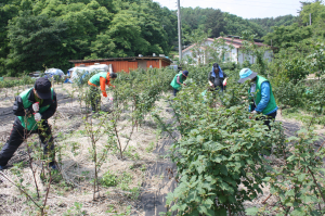 포항 중앙동, 장기면 서촌리 과수농가서 농촌일손돕기