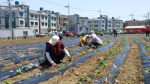 원룸단지 고구마 텃밭 조성
