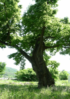 <특집> 뿌리깊은 역사와 함께해온 세월, 무관심에 메말라간다