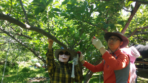 군위군, 농번기 일손부족 해소 ‘농촌일손돕기’