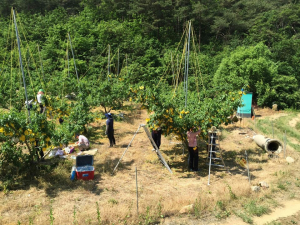 구미 건설과, 옥성면 복숭아 재배 농가 ‘농촌 일손돕기’