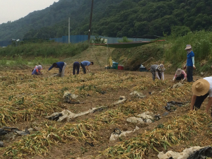 道 새마을봉사과, 영농철 맞아 농촌일손돕기