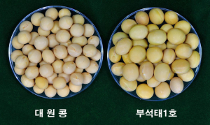영주, 지자체 최초 ‘부석태’ 품종등록 완료