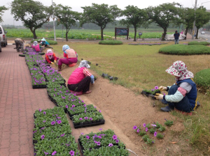 경주, 보문 삼거리 꽃탑에 여름 꽃 ‘활짝’