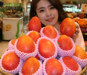 롯데百 포항점 ‘애플 망고’ 판매 개시