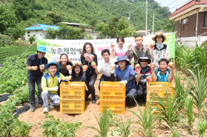문경 홍보전산과 직원, 감자수확 체험·농촌일손돕기