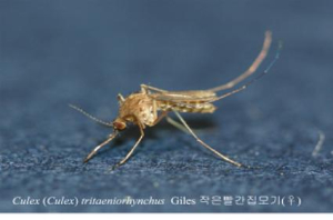 대구, 올해 첫 일본뇌염모기 발견 ‘주의’
