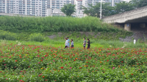 유강IC 형산강변 ‘백일홍 군락’ 힐링명소 변신