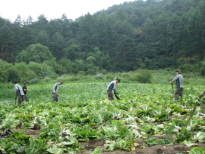 울진-육군 5312부대 사동연대, 고랭지배추농가 일손돕기