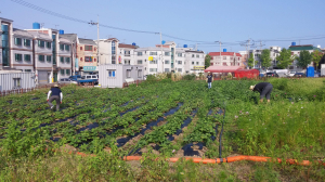 경산 북부동-바르게살기위, 관수시설 설치·물주기 작업