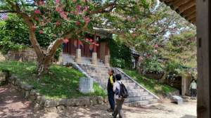 병산서원 분홍빛 물결 ‘넘실’