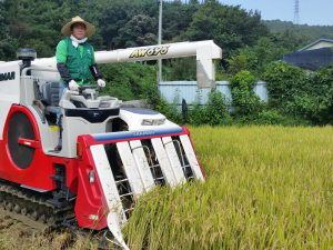 극심한 가뭄 이겨낸 대구 첫 벼 수확