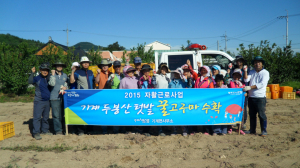 포항 기계면, 자활사업 고구마 수확