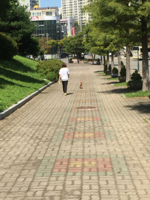 국내 애완견 1천만 시대, 공공장소는‘개판 5분전’