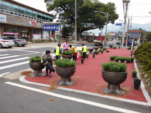 고령 덕곡면, 도로변 화단 국화꽃 식재