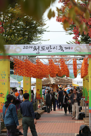 <특집> 청도에 주황빛 웃음꽃 퍼진다…