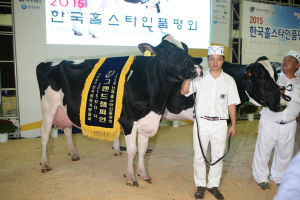 ‘홀스타인품평회’서 경북 젖소 ‘최고’ 입증