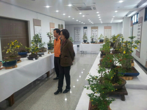 울진야생화연구회 국화 전시회 개최