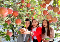 당도 높은 청도 비슬산사과 맛보세요