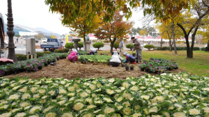 경주, 꽃양배추 2만4천 본 식재