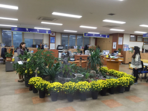 풍천면사무소를 찾는 ,민원인들 가을에 취해, 국화향기 취해