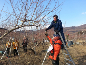 청도군, 과수기능실기반 교육 실시