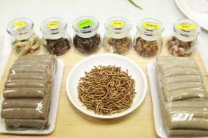 곤충이 요리로?