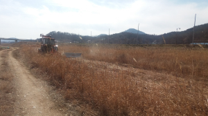 묵은 억새 싹둑…생육촉진ㆍ퇴비 ‘덤’