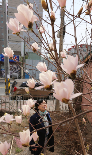 봄 바람 몰고 온 ‘목련’