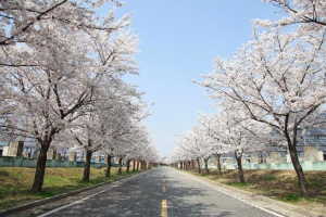 대구환경공단, 제12회 벚꽃거리 개방 행사