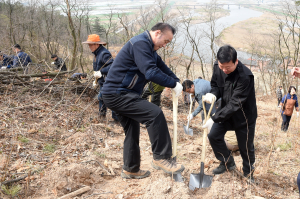 경주시, 산벚나무 9천본 식재