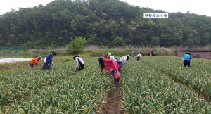 영천시, 농촌일손돕기 본격 추진