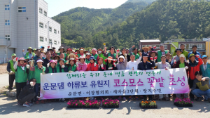 청도군 운문면 운문댐 하류보 유원지 코스모스 꽃밭 조성