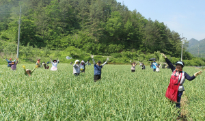 ‘뽀드득’ 마늘쫑 뽑고 일손도 돕고!
